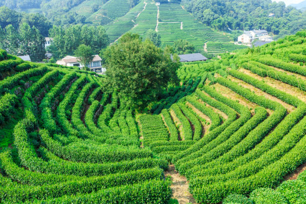 istock Green tea plantation landscape,china 680311876