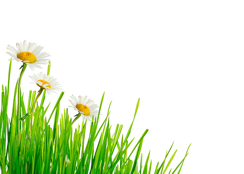 Green grass and daisy flowers corner on white background