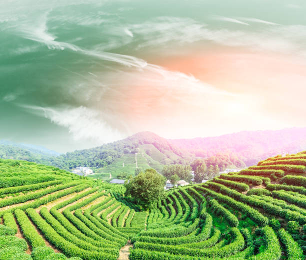 istock Tea plantation landscape at sunset 680314634
