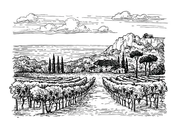 Vector illustration of Hand drawn vineyard landscape.
