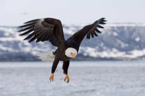 istock Bald eagle approaching for landing on ice in bay in Homer, Alaska 680318088