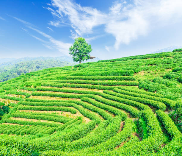 istock Green tea plantation landscape,china 680318350