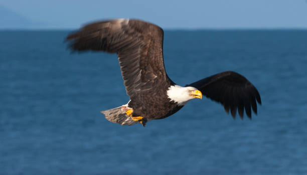 istock Bald eagle flying over blue water in Homer, Alaska in March 680318398