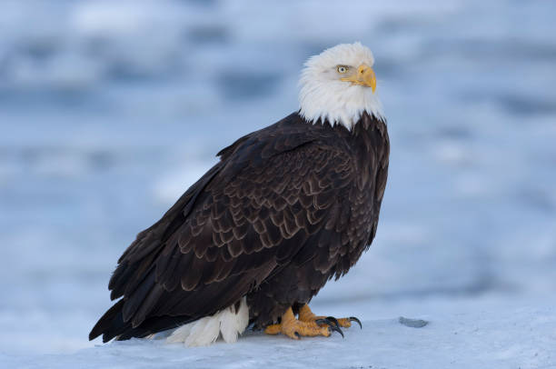 istock Bald eagle standing on ice in bay in Homer, Alaska 680318486