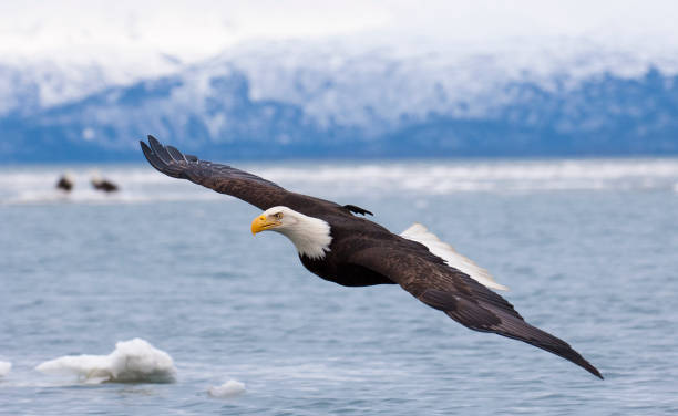 istock Bald eagle flying with  over the bay with ice in water at Homer Alaska 680318944