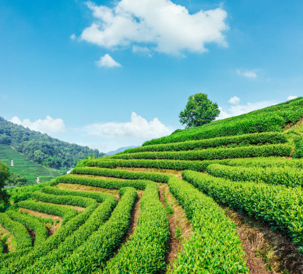 istock Green tea plantation landscape,china 680327306