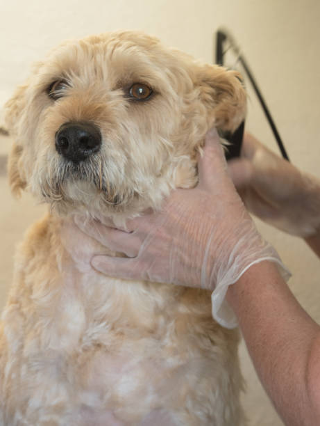 istock close up of dog grooming 680328236