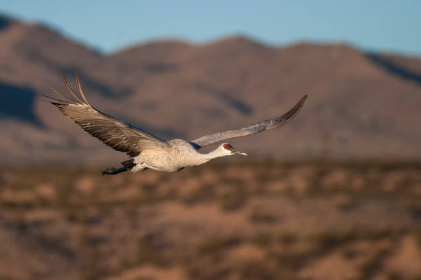 istock Sandhill crane flying with blue sky and mountains in background 680330536