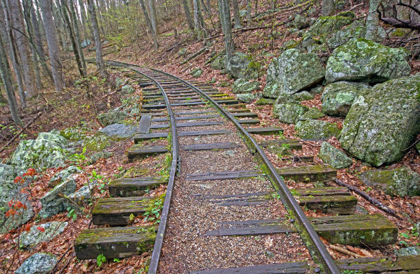Old Railroad Bed in the Forest