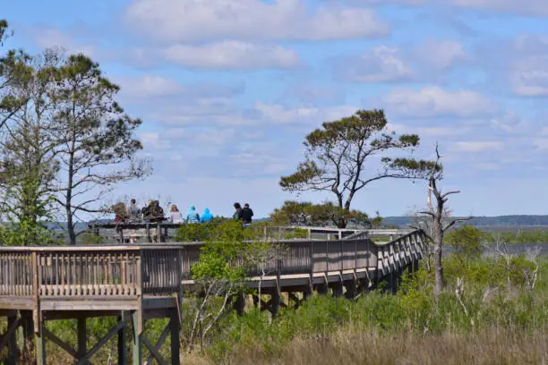 Photo of Tourist Overlooking Assateague Marsh