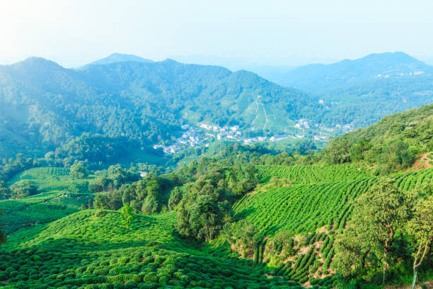 istock Green tea plantation landscape,china 680336962