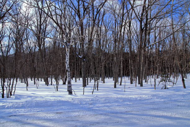 istock Winter landscape of Hokkaido 680337682