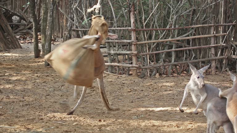 Boxing kangaroos