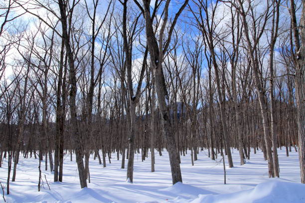 istock Winter landscape of Hokkaido 680343310