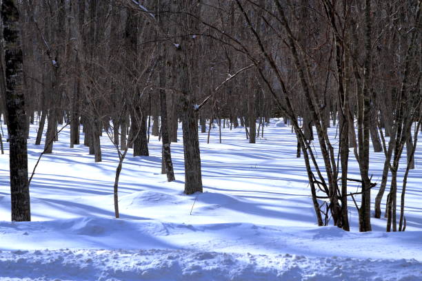 istock Winter landscape of Hokkaido 680346306