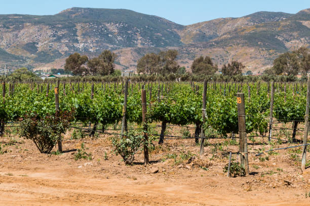istock Rows of Grapevines in Ensenada, Mexico 680349786