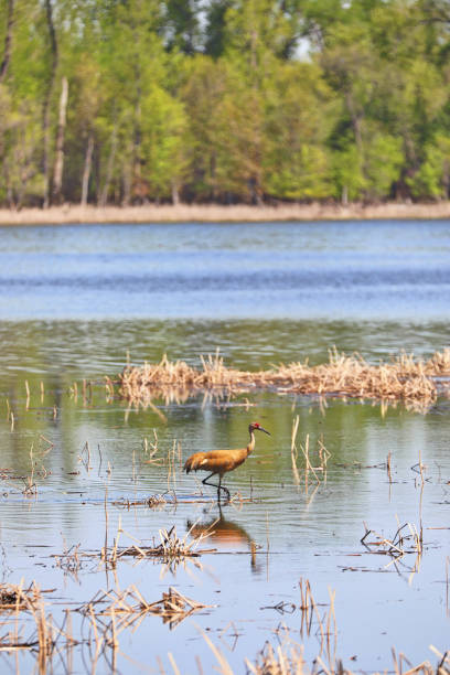 sandhill crane no rio mississippi em minnesota - sandhill crane - fotografias e filmes do acervo