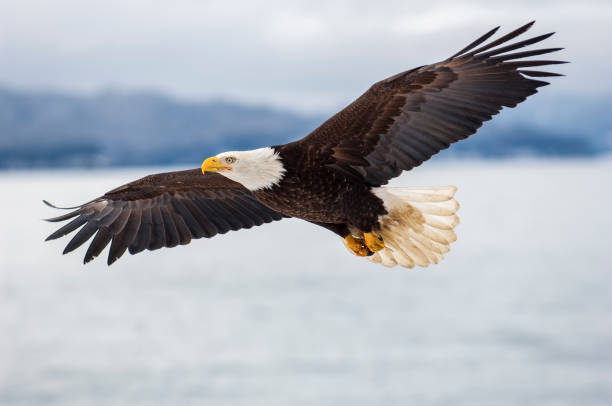 Bald eagle flying over icy water stock photo