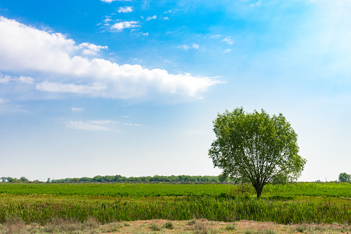 summer tree and sky