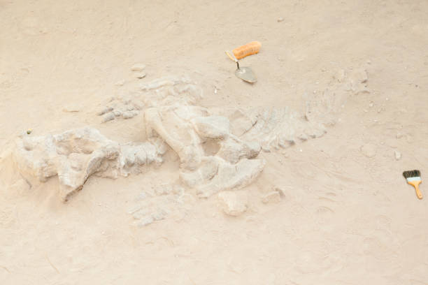 istock Dicynodont Dinosaur Bones Excavation - Argentina 680363586