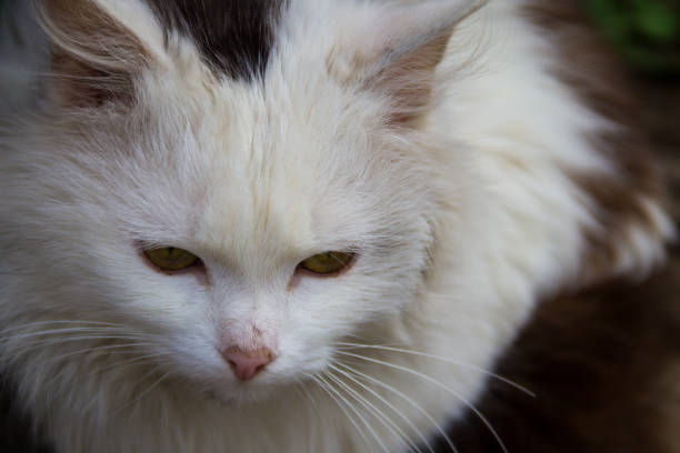 istock Portrait of fluffy cat closeup 680363860