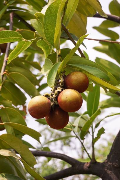 istock Diospyros malabarica fruit 680374956