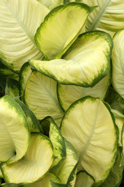 istock Dieffenbachia Seguine - Dumb Cane 680380710