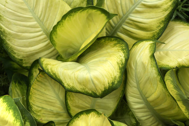 Dieffenbachia Seguine - Dumb Cane Dieffenbachia Seguine - Dumb Cane Dieffenbachia stock pictures, royalty-free photos & images