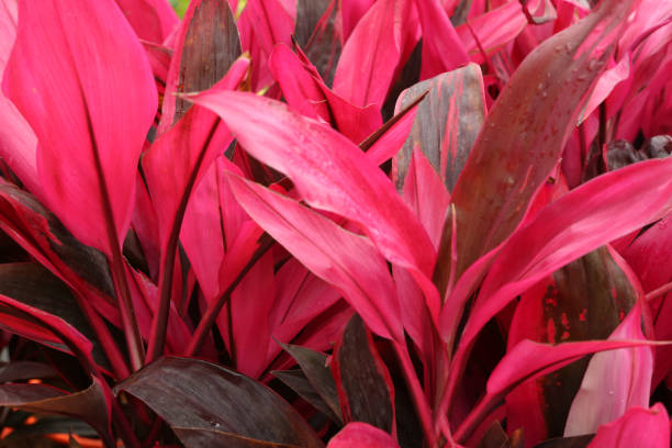 istock Palm Lily , Cordyline Fruticose 680380770
