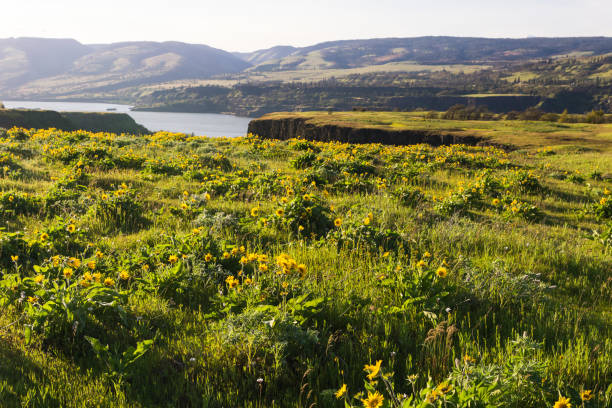istock Rowena Plateau in Oregon 680381512