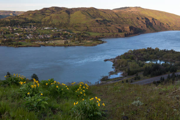 istock Columbia river gorge overlook and wild flowers 680383728