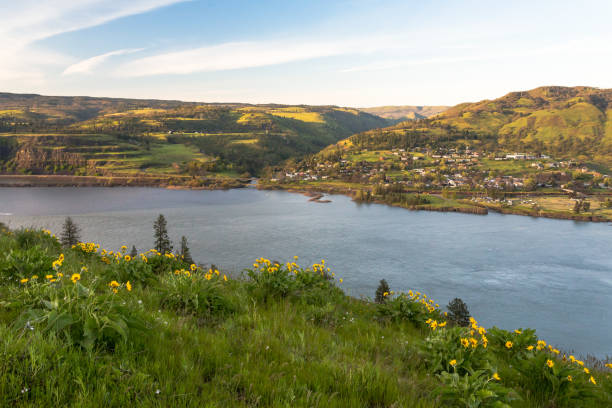 istock Wild flowers over Columbia river, Oregon 680384262