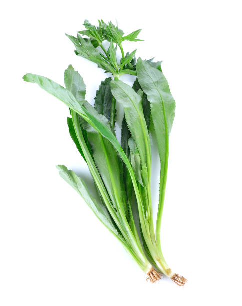 istock Culantro , Parsley and Spring onion isolated on white background 680384858