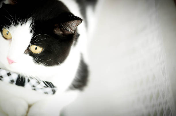 Van Cats are special for their different color eyes, one green one blue...