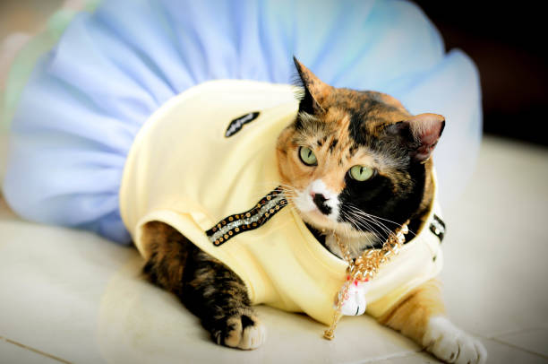 istock Siamese cat, Thai cat, pet in house, cats in cafe 680385448