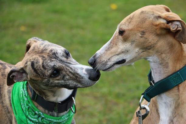 kissing greyhounds stock photo