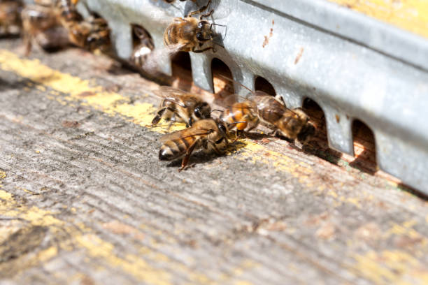 istock The bees at front hive entrance close-up 680395718