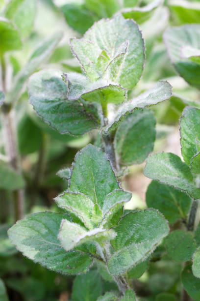 istock Bush mint in the garden close-up. Top view 680396532
