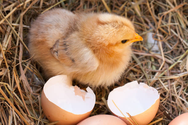 istock baby chicken with broken eggshell in the straw nest 680399232
