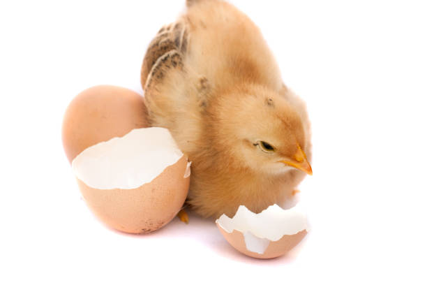 istock Cute little chicken with broken egg isolated on white background 680399312