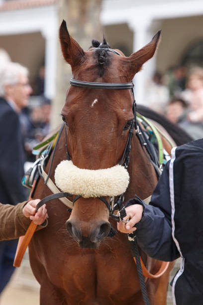 istock Race horse head ready to run. Paddock area. 680402224