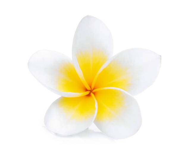 istock white frangipani (plumeria) flower isolated on white background 680402804