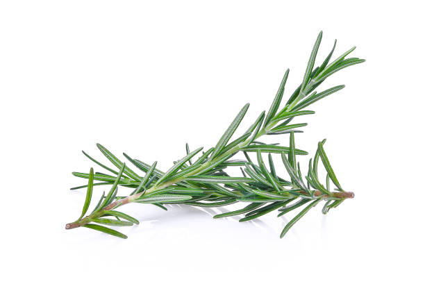 istock rosemary isolated on white bacground 680403284