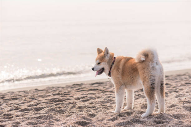 istock Akita Inu Dog 680403416