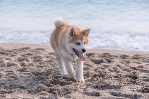 istock Akita Inu Dog 680403428