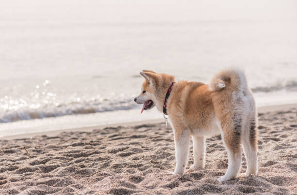 istock Akita Inu Dog 680403432