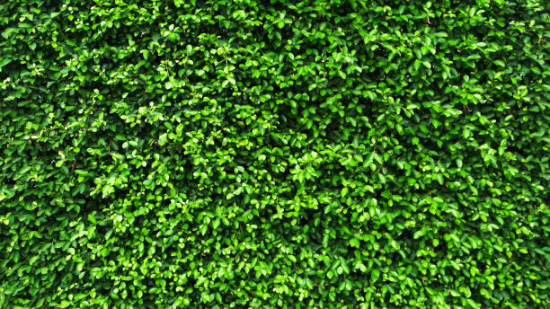 istock vertical garden with tropical green leaf, contrast 680407588