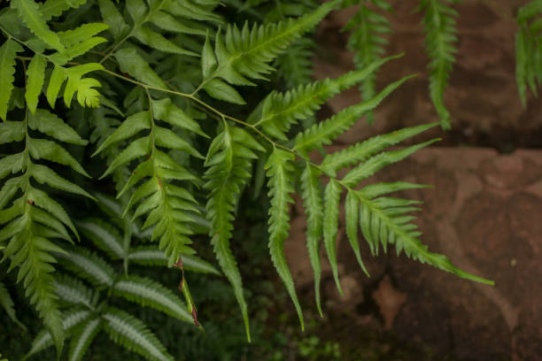 istock View of mature Tasmanian tree Ferns 680408514