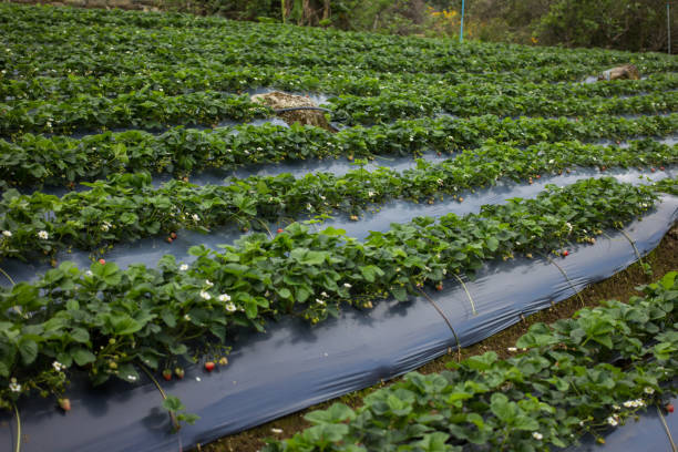 istock fresh organic strawberries growing on the vine 680408580