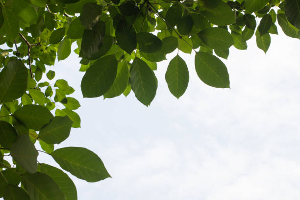 Green leaves against the sky